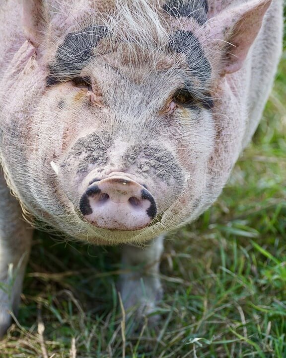 agrolajt.pl - ASF tylko w rodzinnych gospodarstwach? Trzeba to zbadać!  Dane załamują...