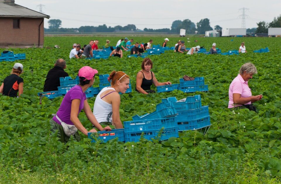 agrolajt.pl - Ukraińcy nie chcą pracować za mniej niż 2,5 tysiąca na rękę. Czy w przyszłym sezonie zabraknie rąk do pracy? 