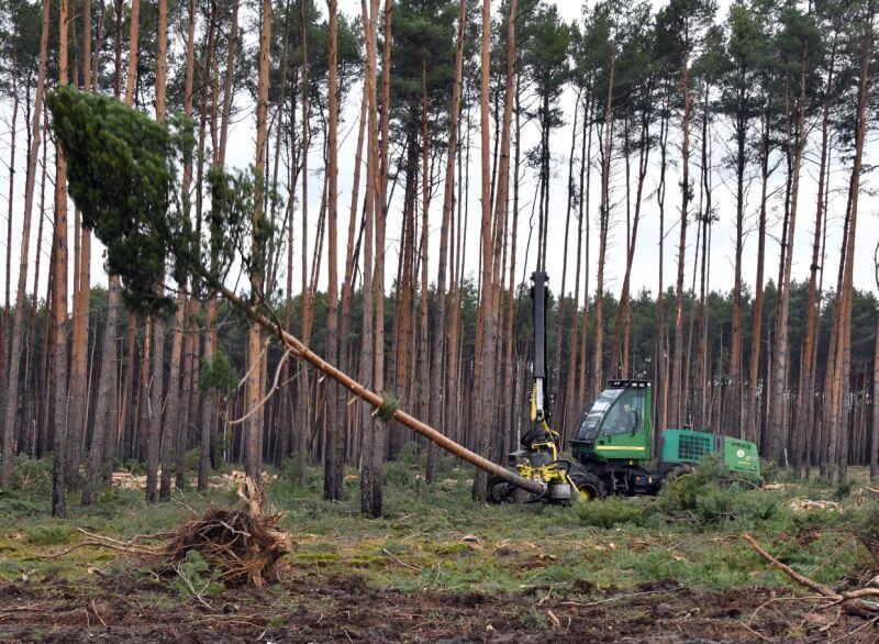 agrolajt.pl - 90 h lasów w Niemczech wycinane pod fabrykę Tesli. Dlaczego nie ma wielkich protestów?