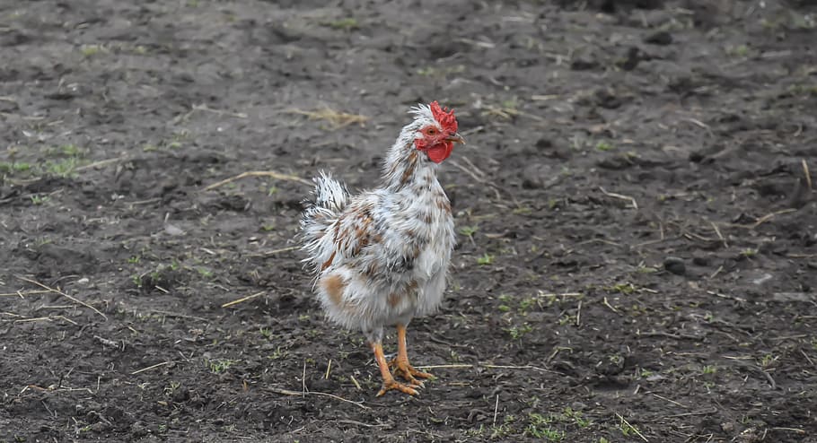 agrolajt.pl - Arabowie się mobilizują, polski rząd odpuszcza. 