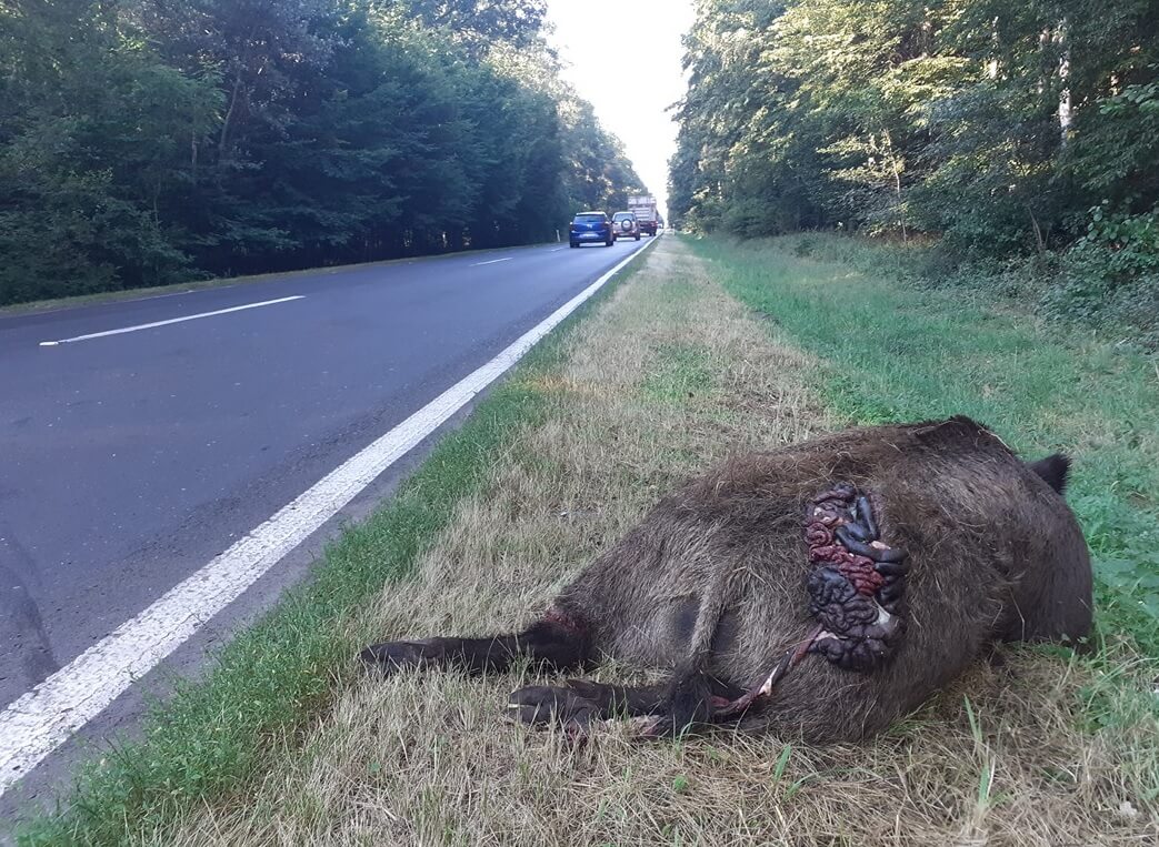 agrolajt.pl - Dzik z ASF leżał dwa dni na drodze? 