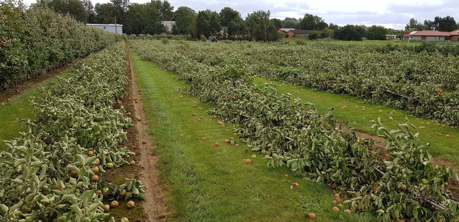 agrolajt.pl - Sad zmieciony z powierzchni ziemi. „Syn siedział i płakał”