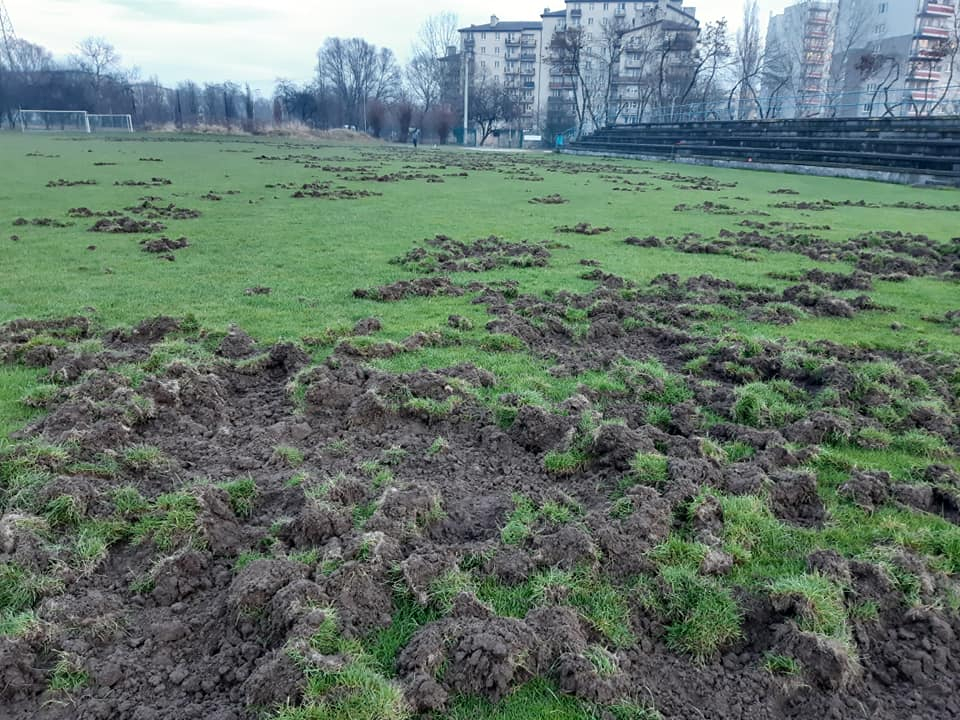 agrolajt.pl - Dziki zaorały boisko spotowe, dzieci nie mają gdzie trenować!