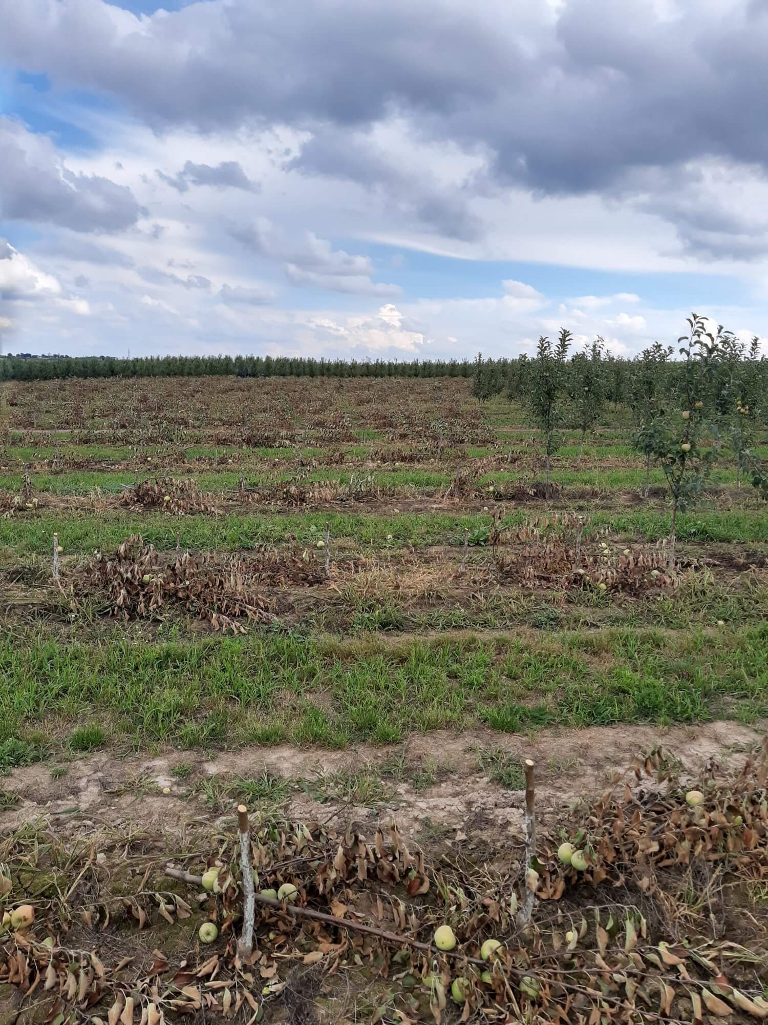 agrolajt.pl - Sadownikowi wycięto blisko 600 jabłoni. Trwają poszukiwania sprawcy