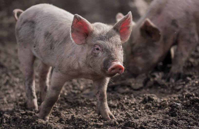 agrolajt.pl - “Następny etap likwidacji kolejnych gospodarstw”. Nowe przepisy zwalczania ASF