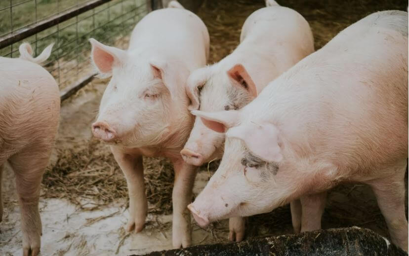 agrolajt.pl - W ostatnich 7 latach o połowę zmniejszyła się liczba stad trzody chlewnej 