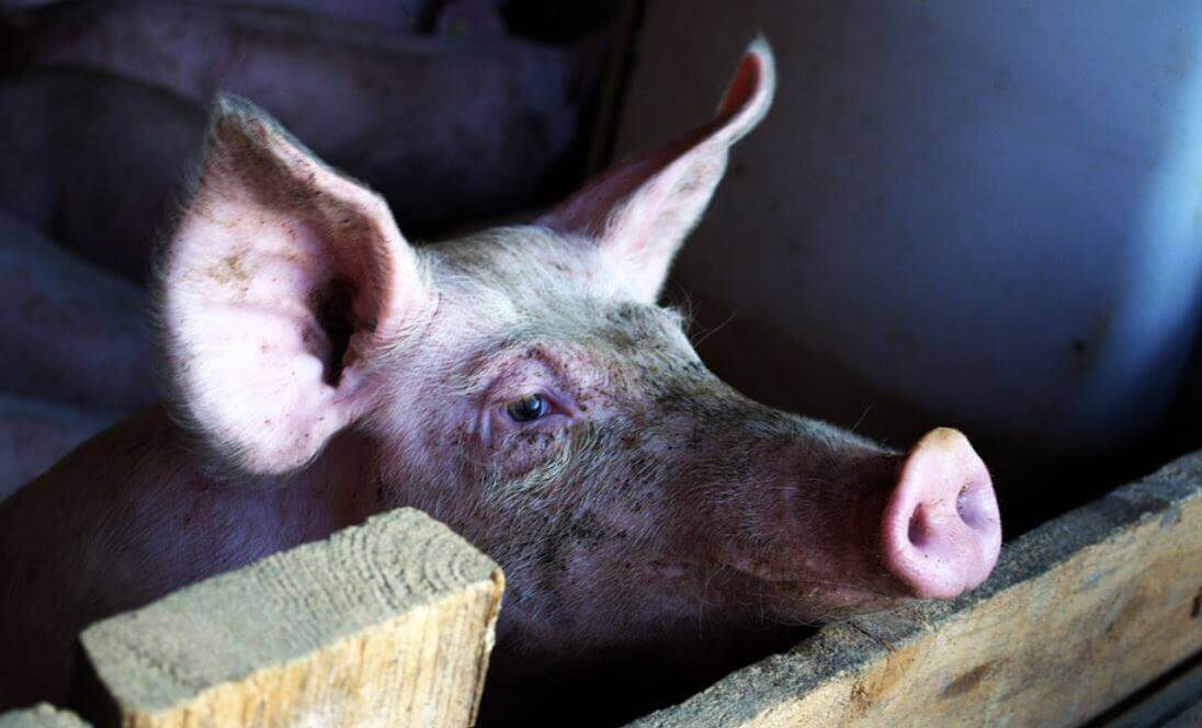 agrolajt.pl - Horror przychodzi na Kielecczyznę. Powołano sztab kryzysowy ws. ASF