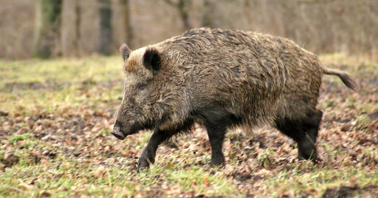 agrolajt.pl - Myśliwy pełnomocnikiem ministerstwa ds. ASF. Rolnicy: “Nie popadamy w huraoptymizm”