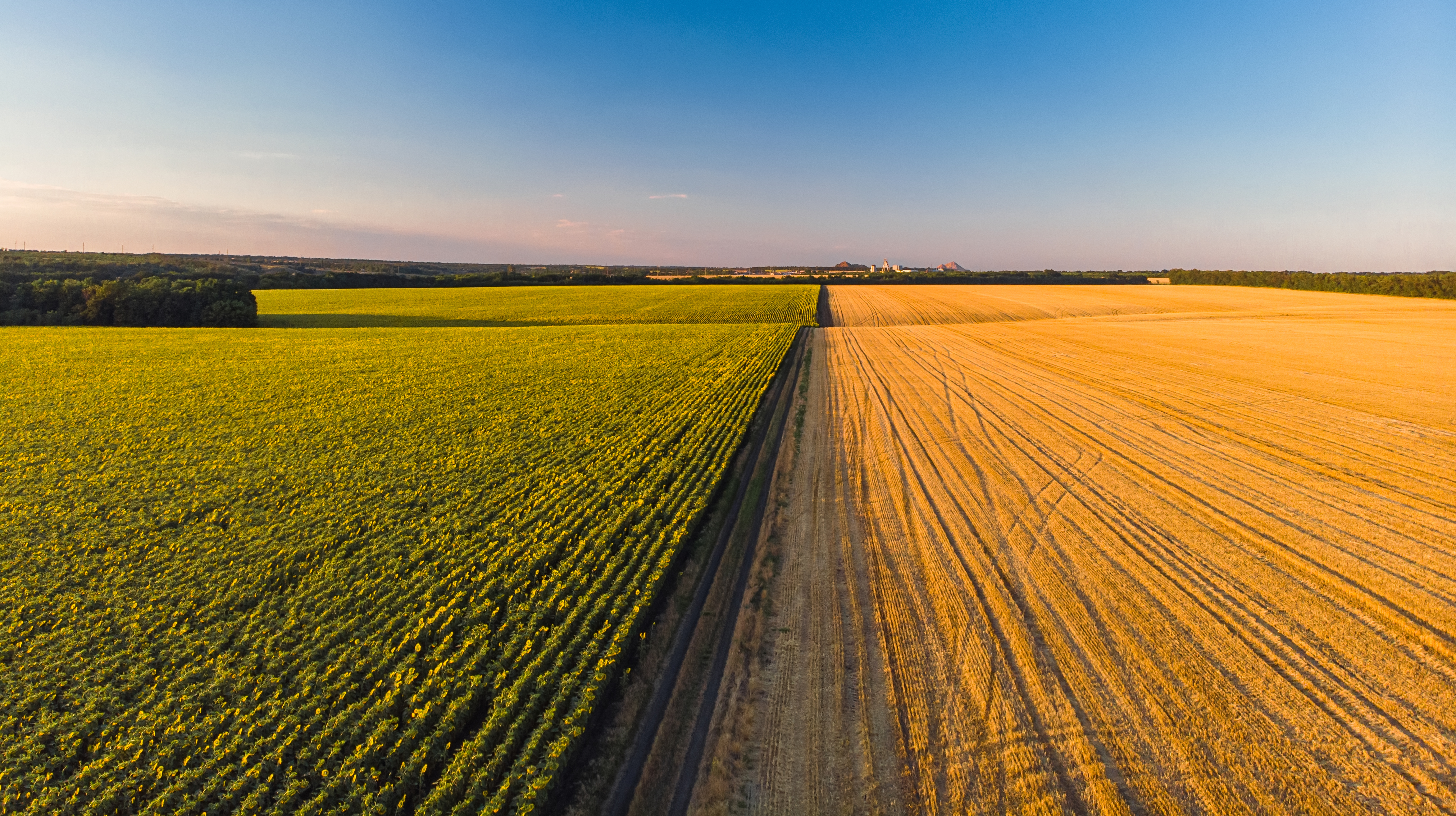 agrolajt.pl - Rekordowe zbiory w Ameryce Południowej: wzrost produkcji pszenicy w Argentynie oraz kukurydzy i soi w Brazylii